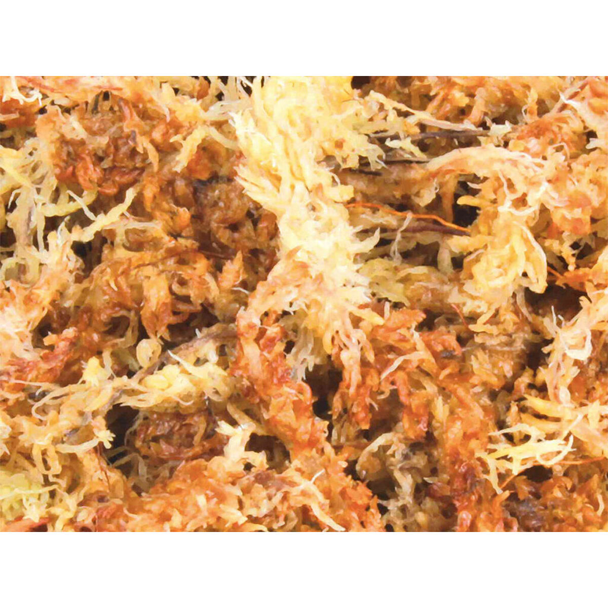 Substrat Trixie Mușchi