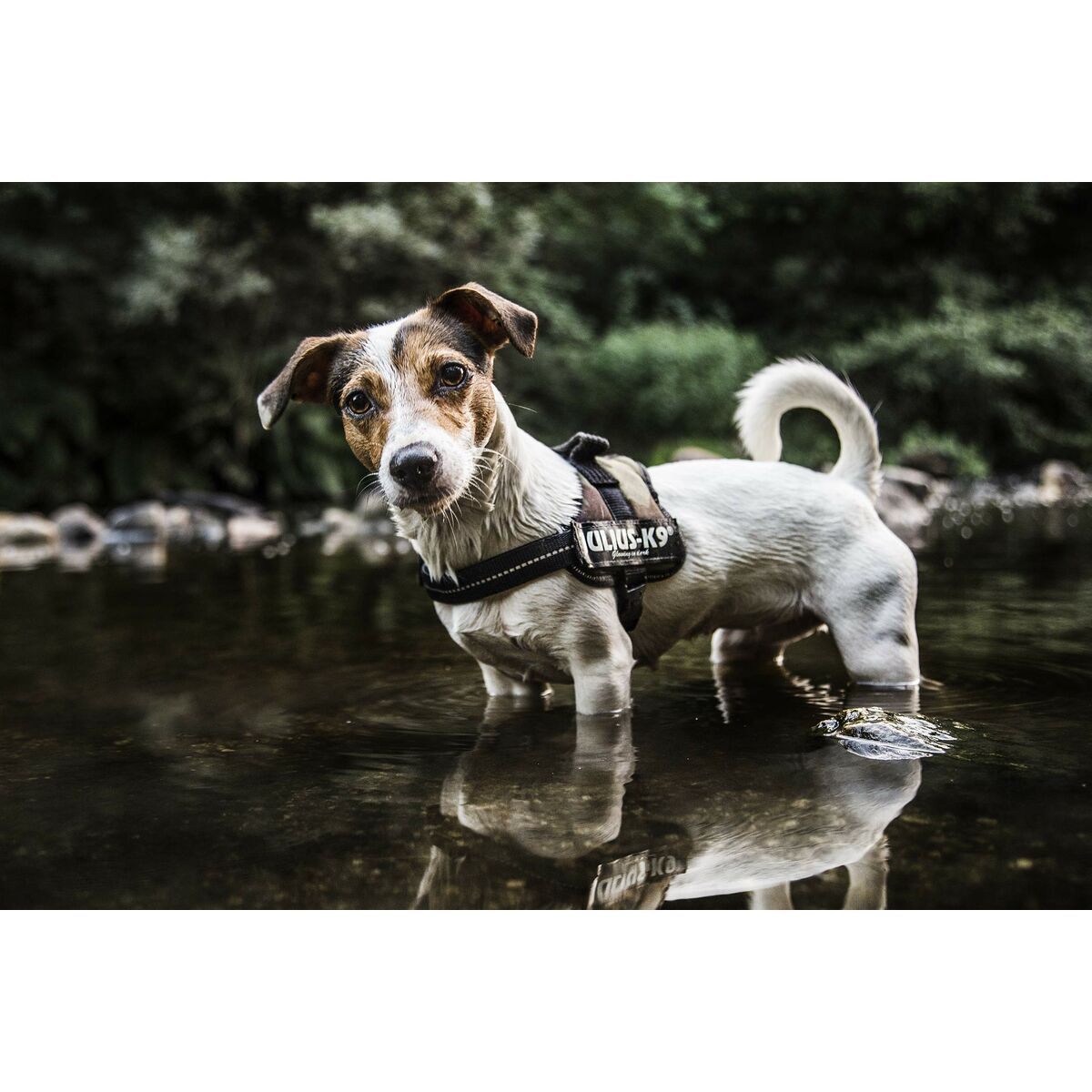 Ham căptușit pentru câine JuliusK9