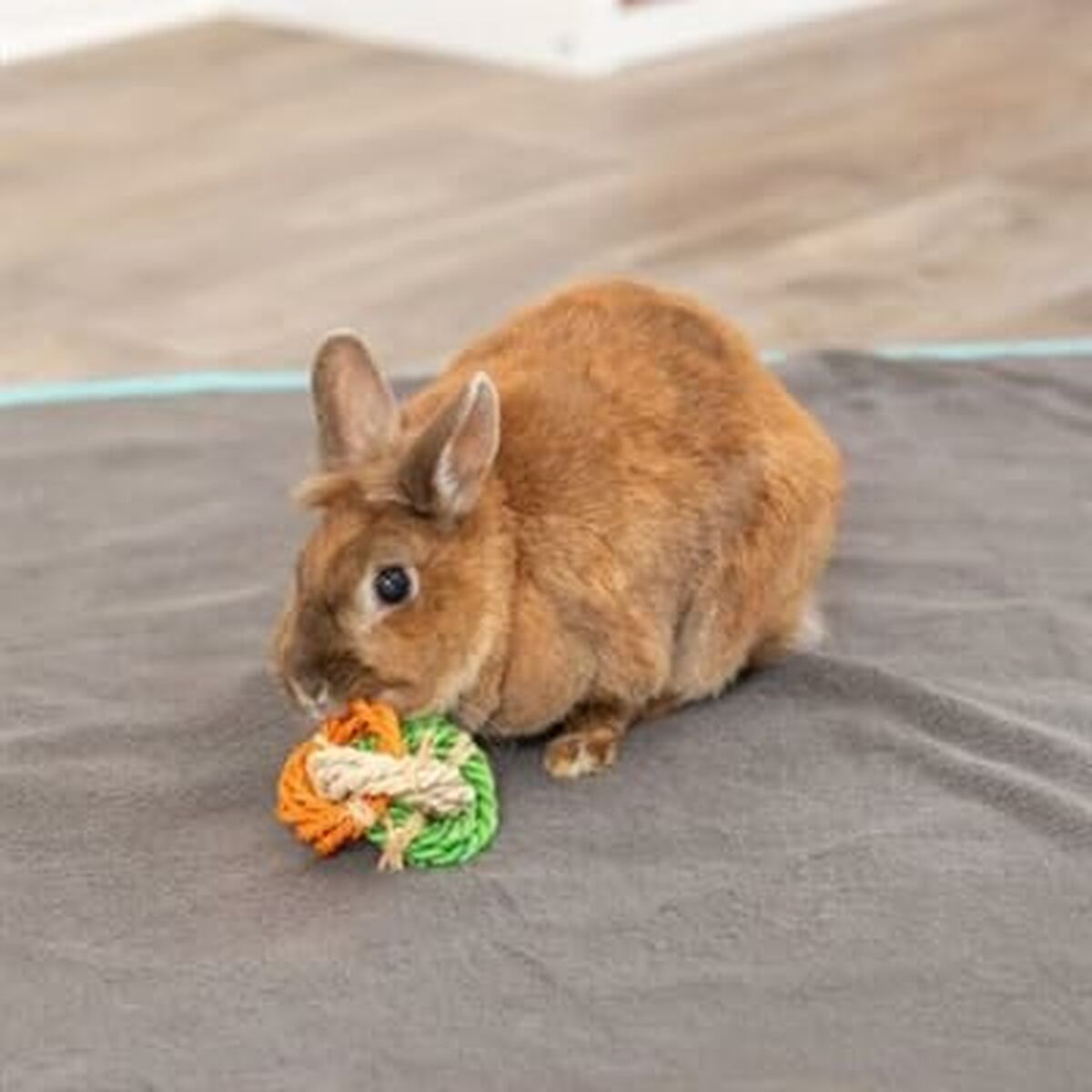 Jucărie pentru câine Trixie Ø 6 × 15 CM