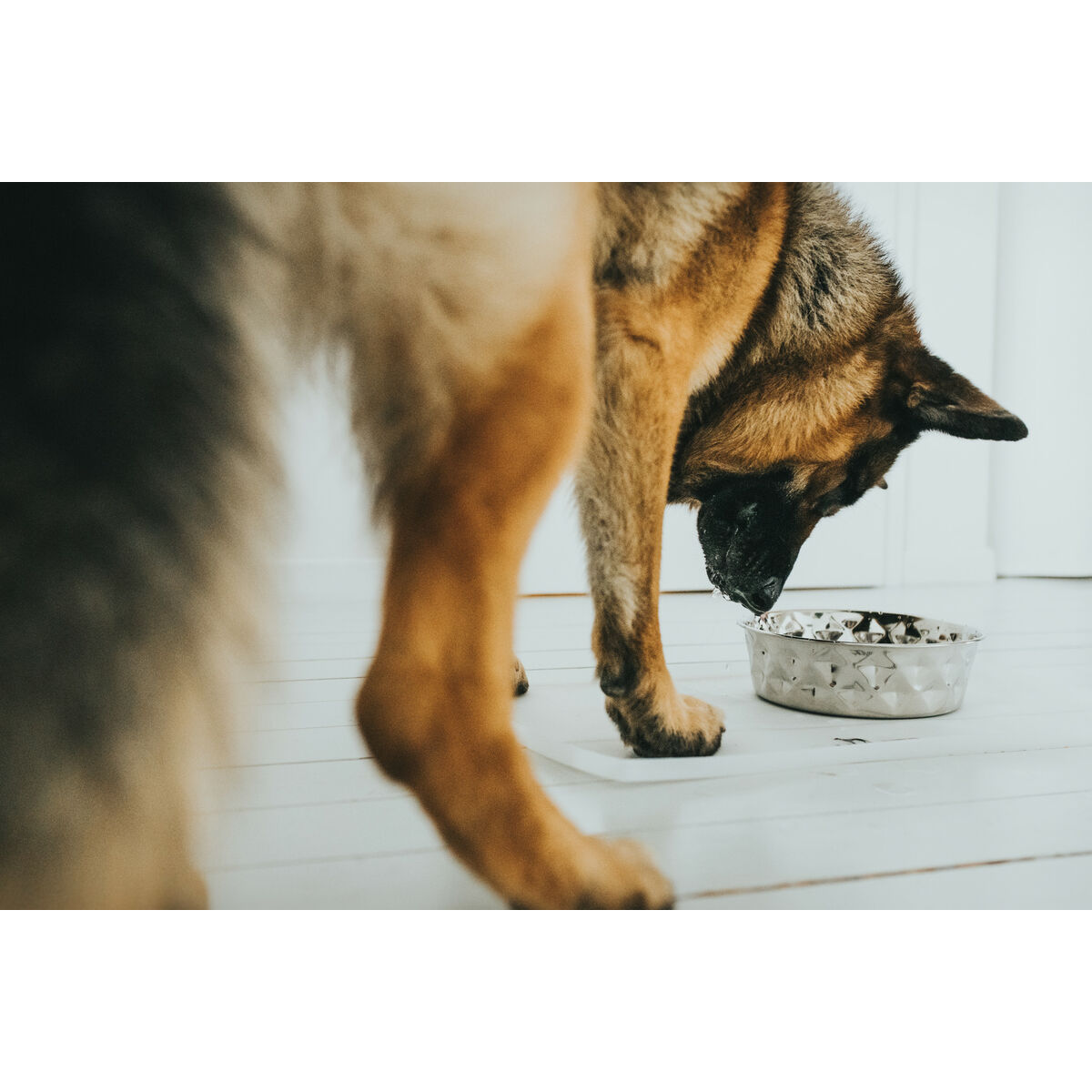 Dispozitiv de hrănire pentru câini Hunter Silicon Oțel inoxidabil 2,6 L