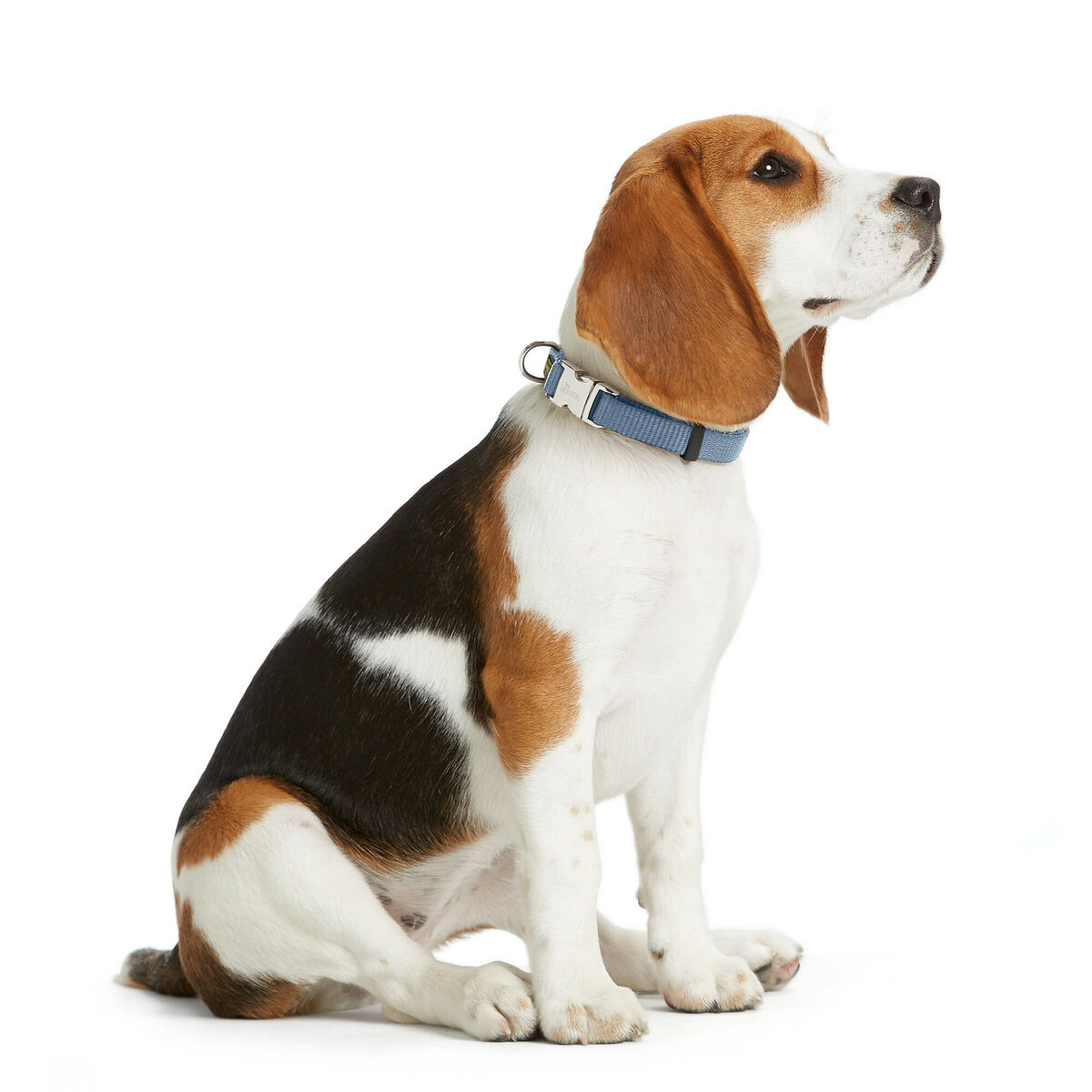 Zgardă pentru câini Hunter VARIO BASIC Albastru L 40-55 cm