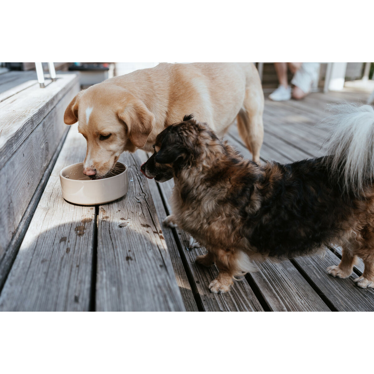 Dispozitiv de hrănire pentru câini Hunter OSBY Bej Ceramică 2,5 L