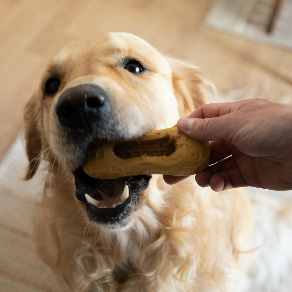 Distribuitor de mâncare 2 în 1 jucărie pentru animale de companie Nylabone