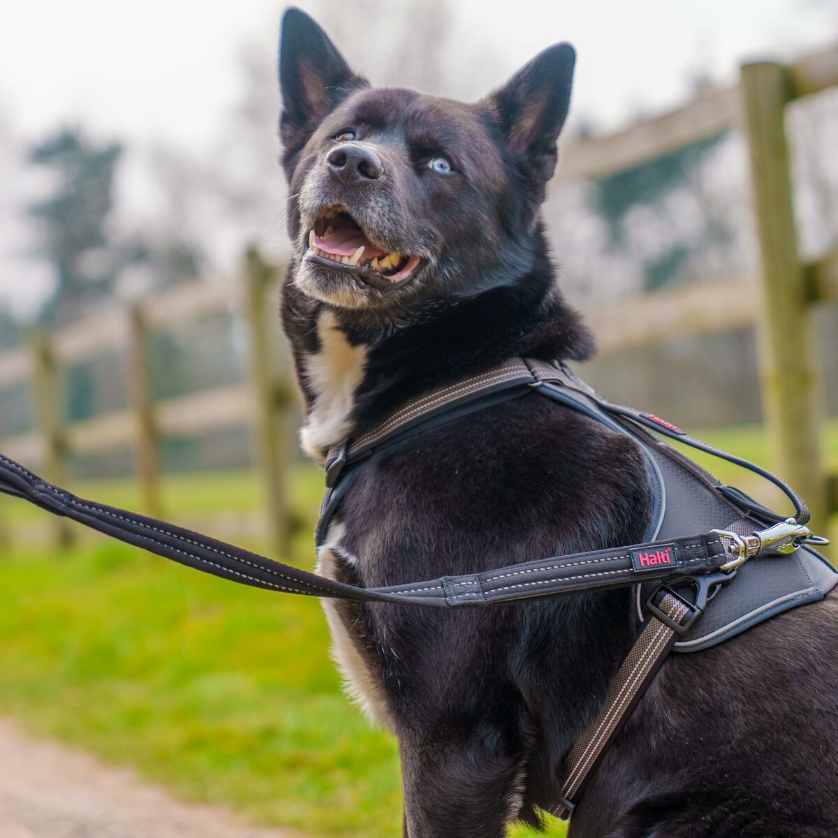 Lesă pentru dresaj Company of Animals HALTI BRIG SAFETY Negru