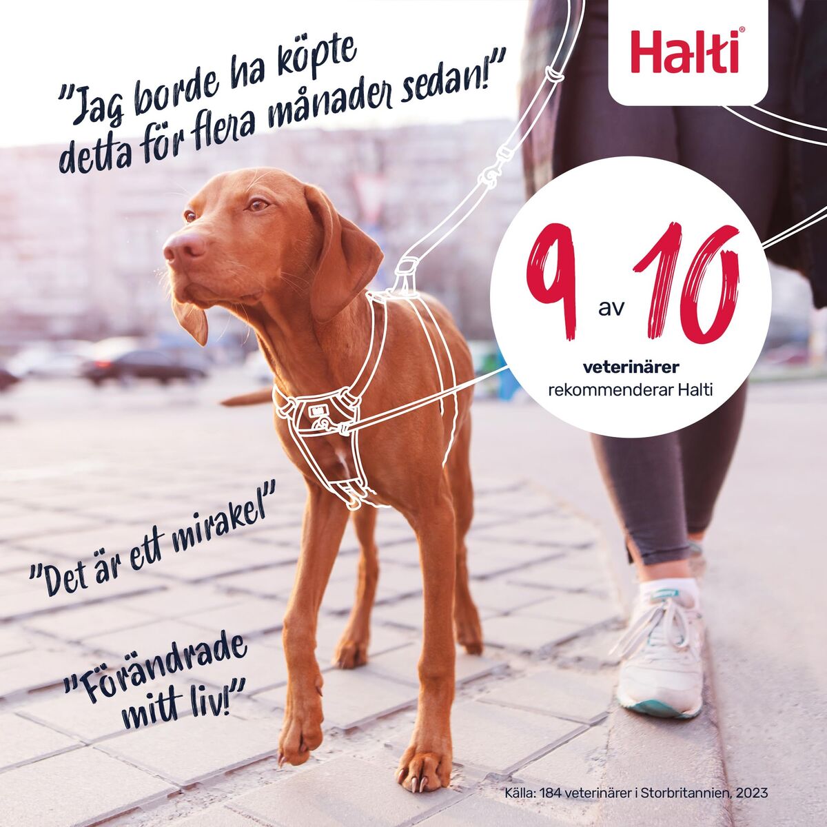 Ham pentru câini Company of Animals COBALT Albastru L