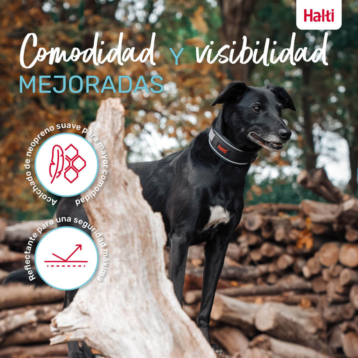 Zgardă pentru câini Company of Animals Gri