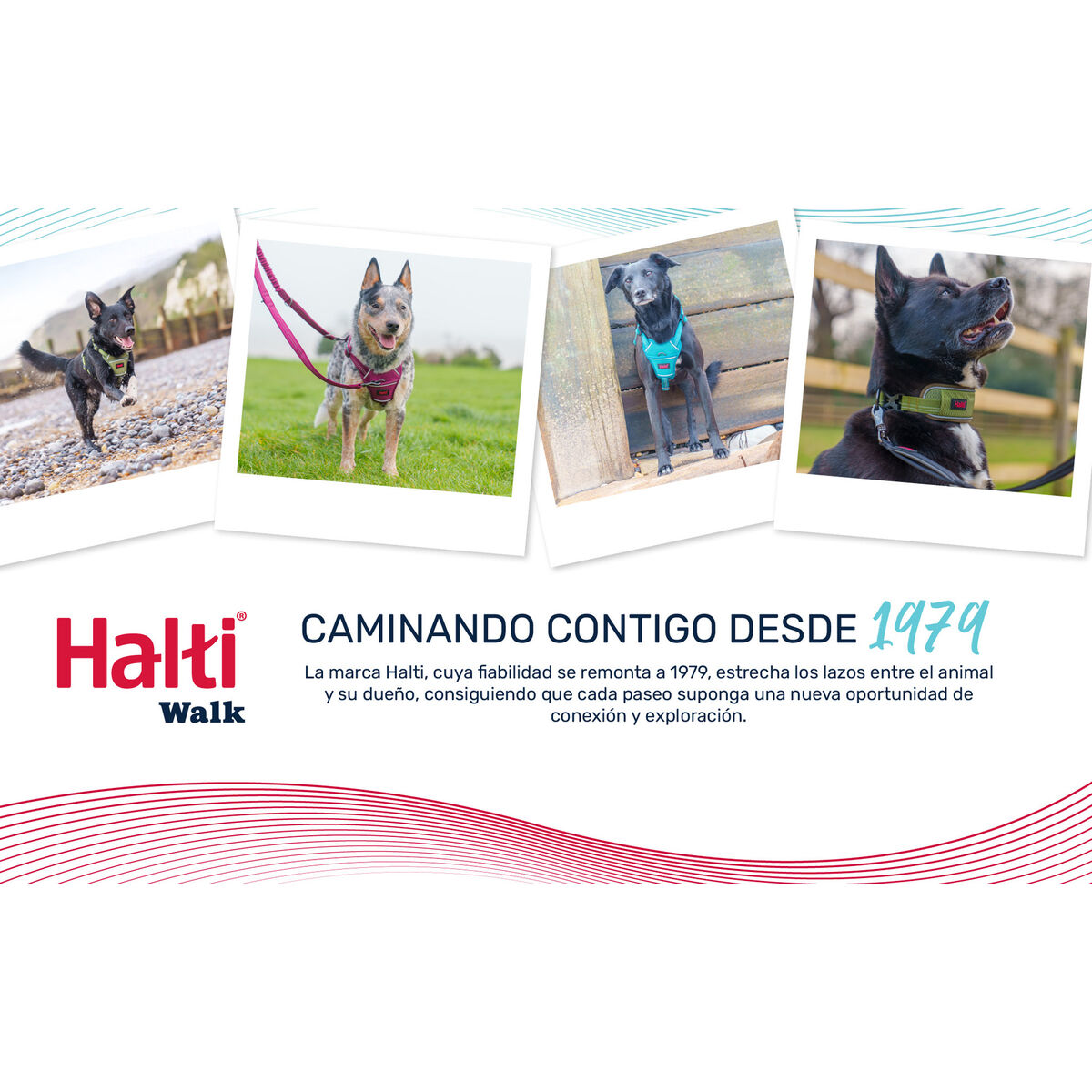 Zgardă pentru câini Company of Animals