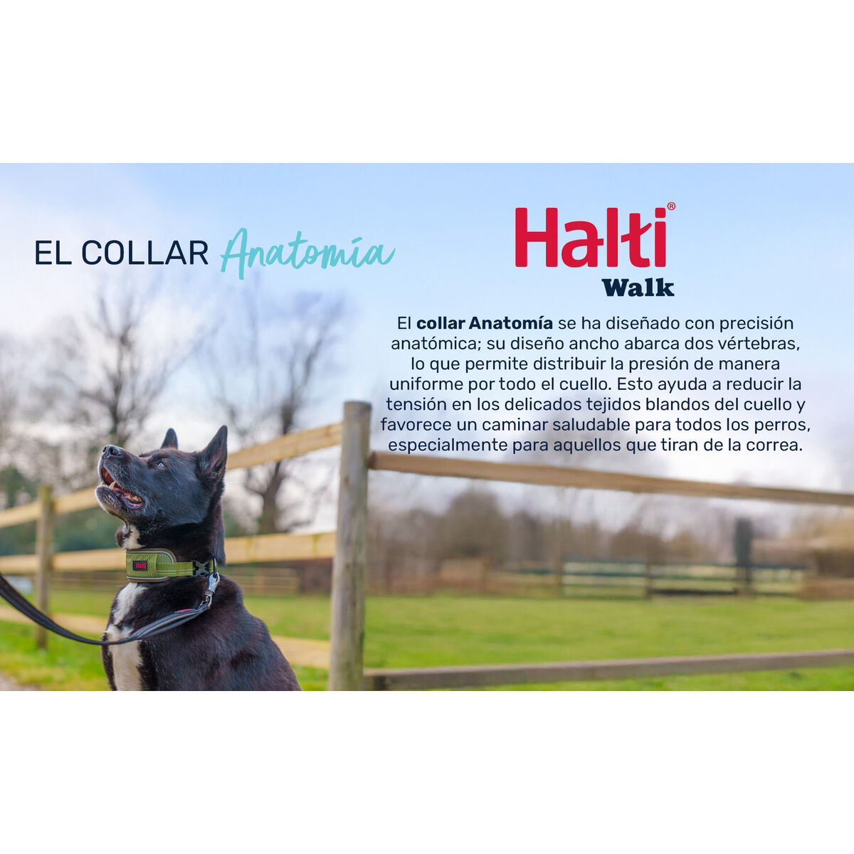 Zgardă pentru câini Company of Animals Turquoise