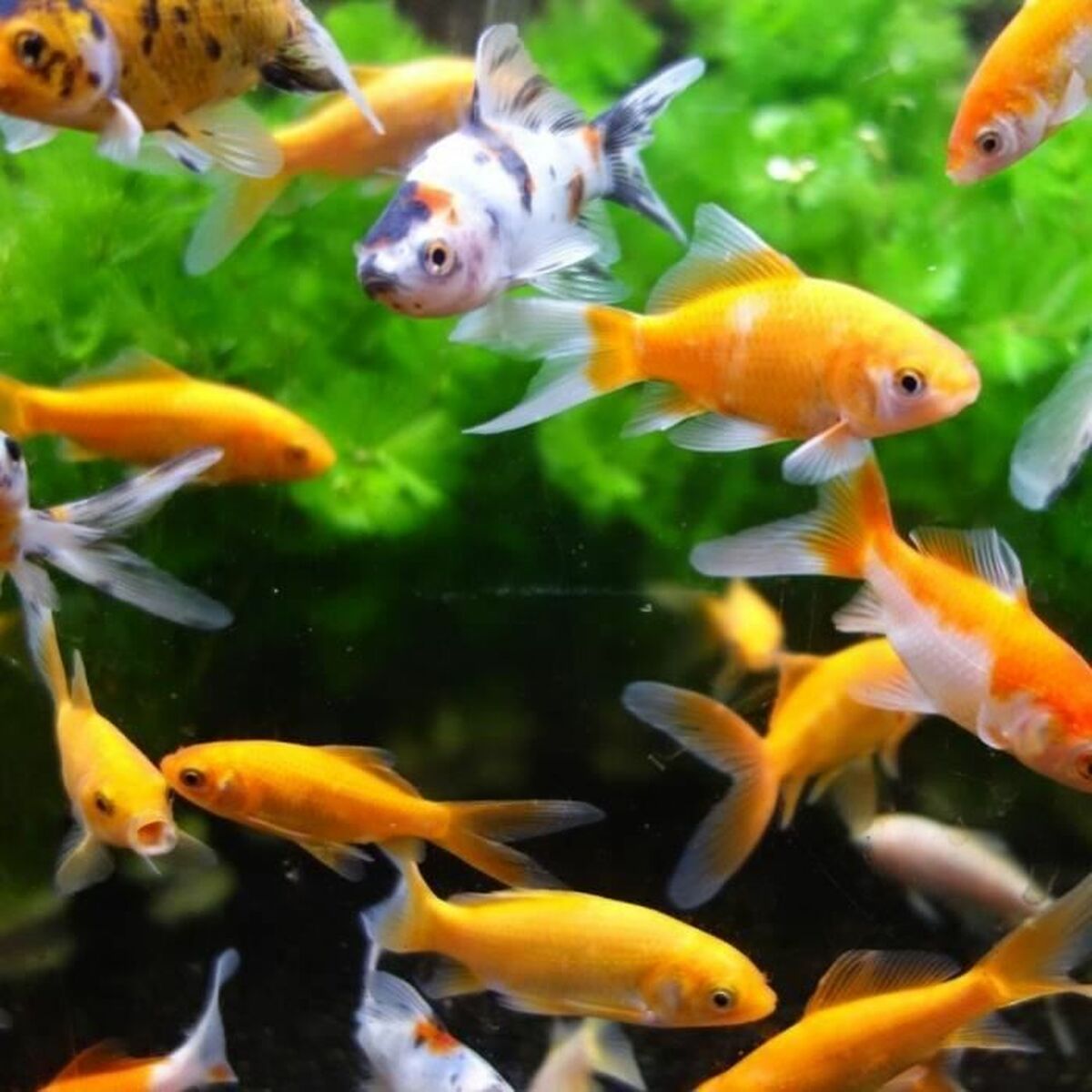 Curățător Magnetic pentru Sticlă Aimé