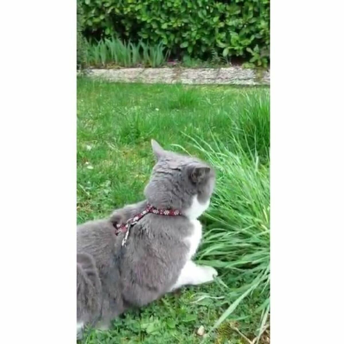 Zgardă pentru câini Aimé