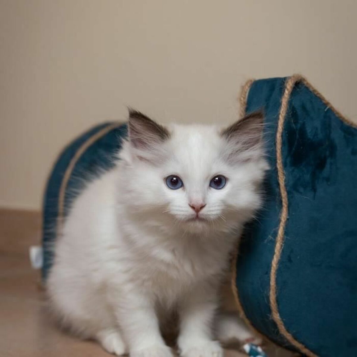 Suport de Ascuțit Gheare pentru Pisici Tyrol Albastru Carton 44 x 22 x 21 cm