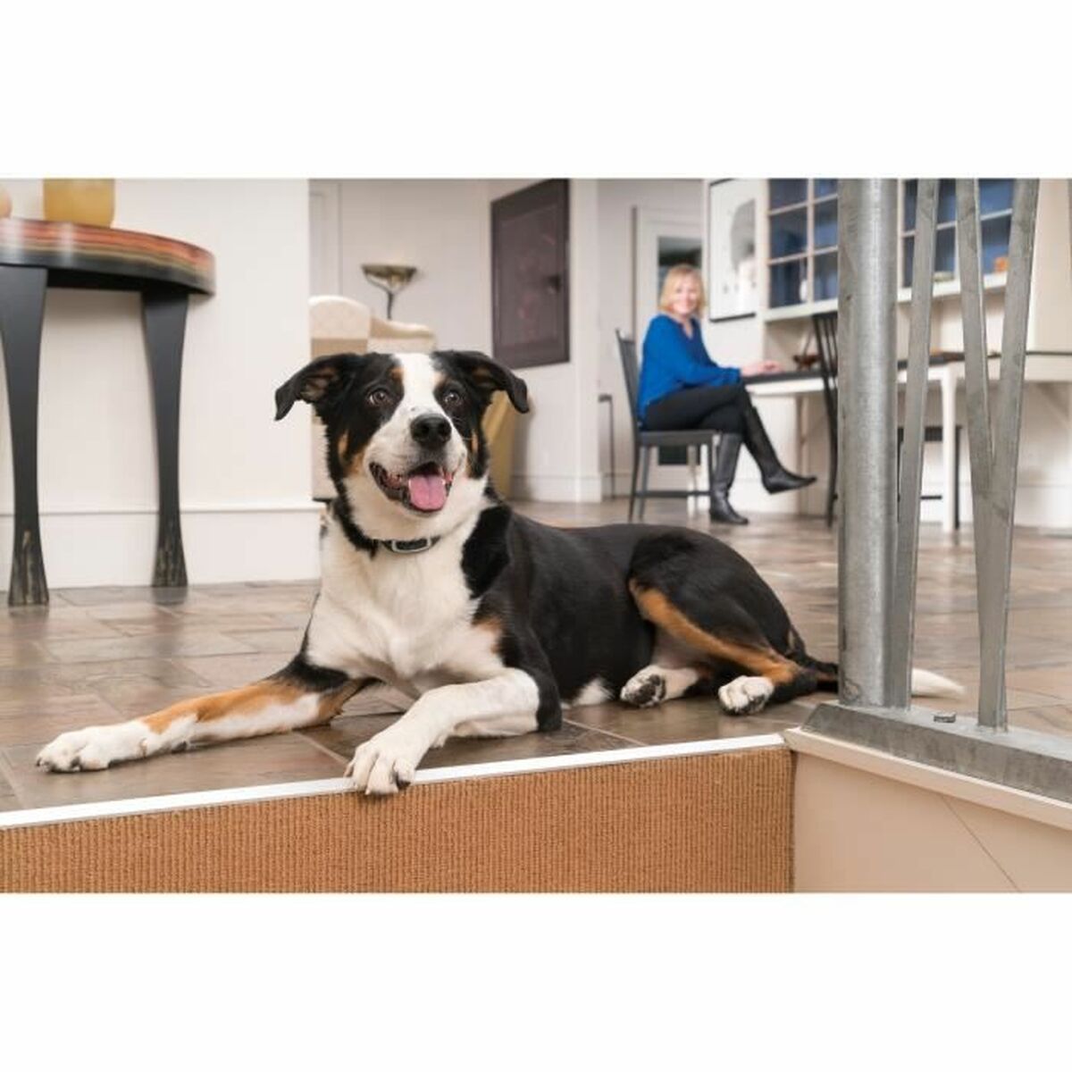 Zgardă antilătrat PetSafe Albastru