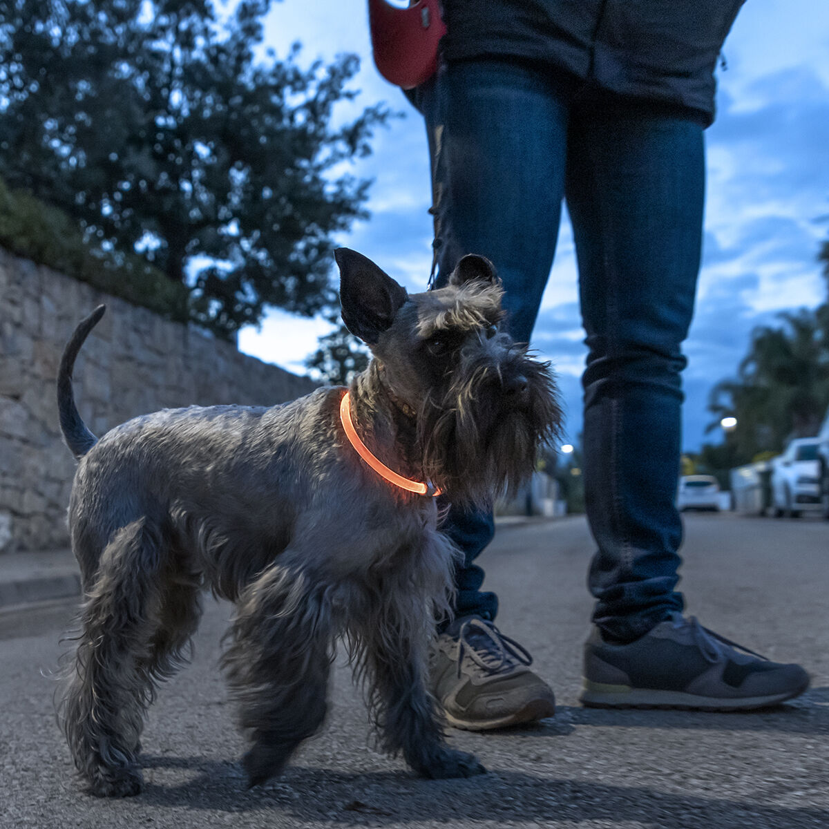 Guler LED pentru animale de companie Petlux InnovaGoods